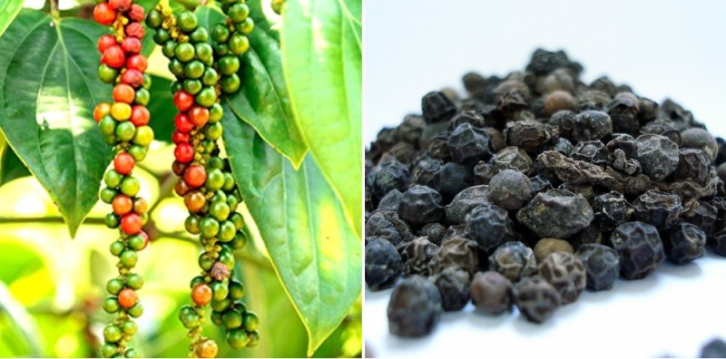 Black Pepper Cultivation