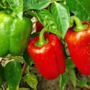Capsicum