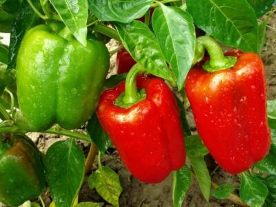 Capsicum