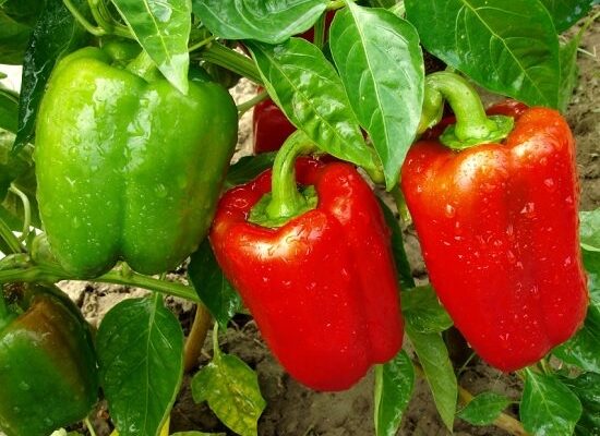 Capsicum