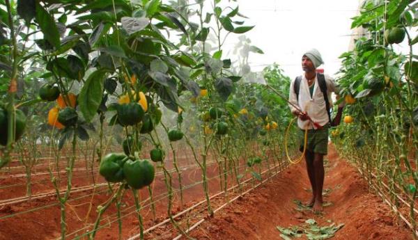 Spraying Chemicals to crop