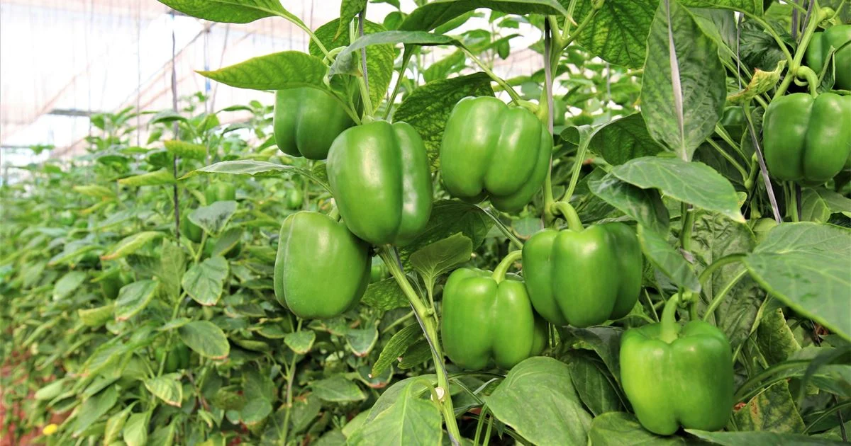 Capsicum Cultivation