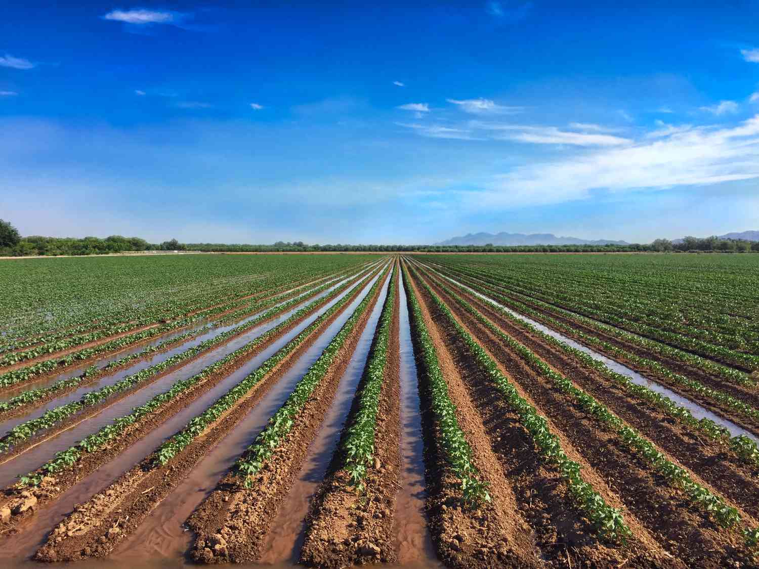 Irrigation Process in Field