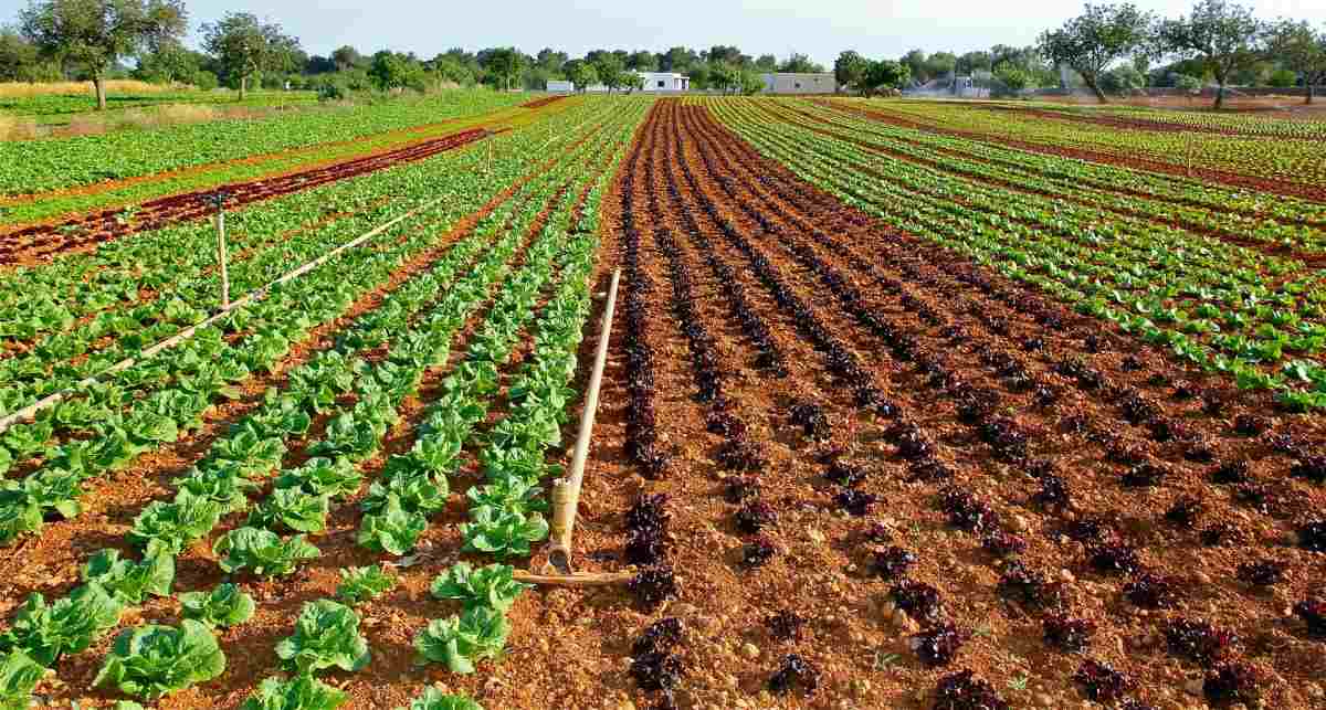 Ridges in Field