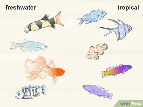 Types of Fishes