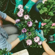 Flowers Gardening