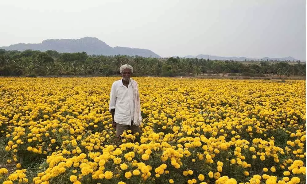 Flowers Cultivation