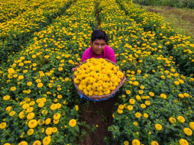 Marigold Farming