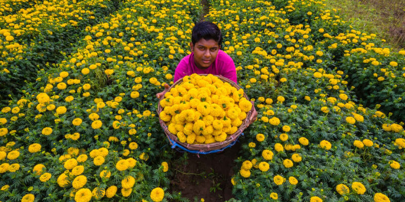 Marigold Farming