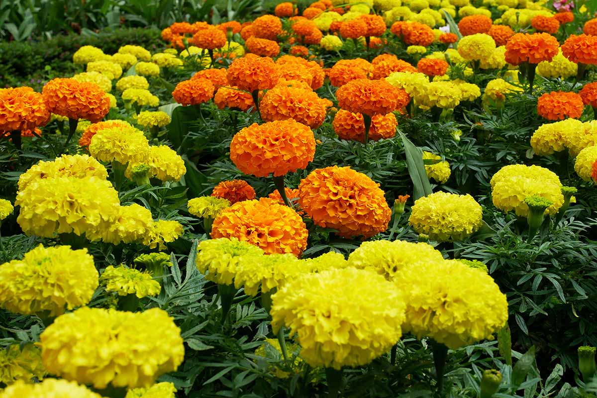 Marigold