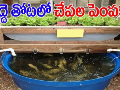 Gardening and Fish Cultivation on Terrace