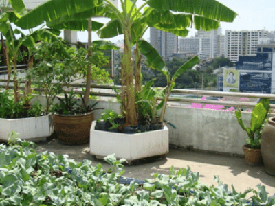 Terrace Gardening