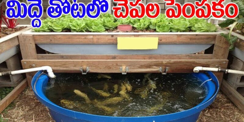 Gardening and Fish Cultivation on Terrace