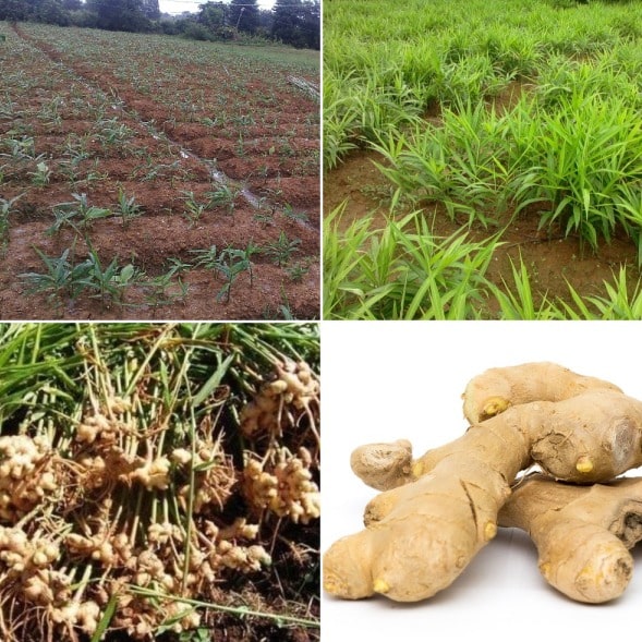 Techniques in Summer Ginger Crop Cultivation