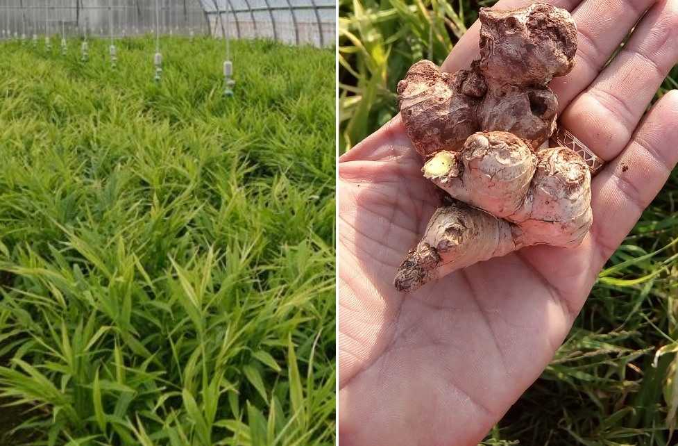 Ginger Crop Cultivation