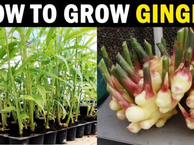 How to Grow Ginger