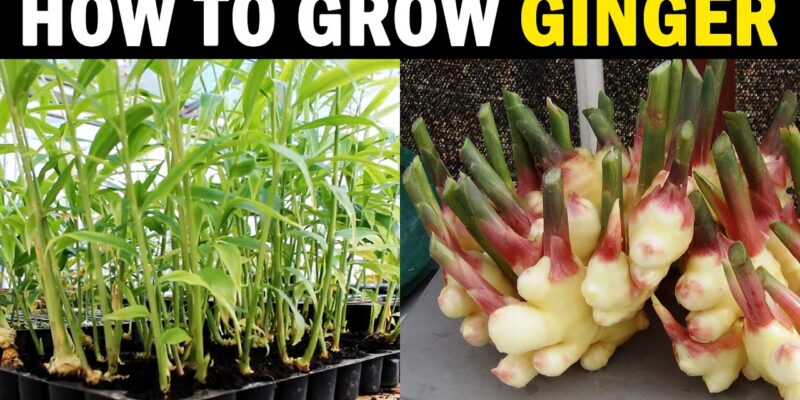 How to Grow Ginger