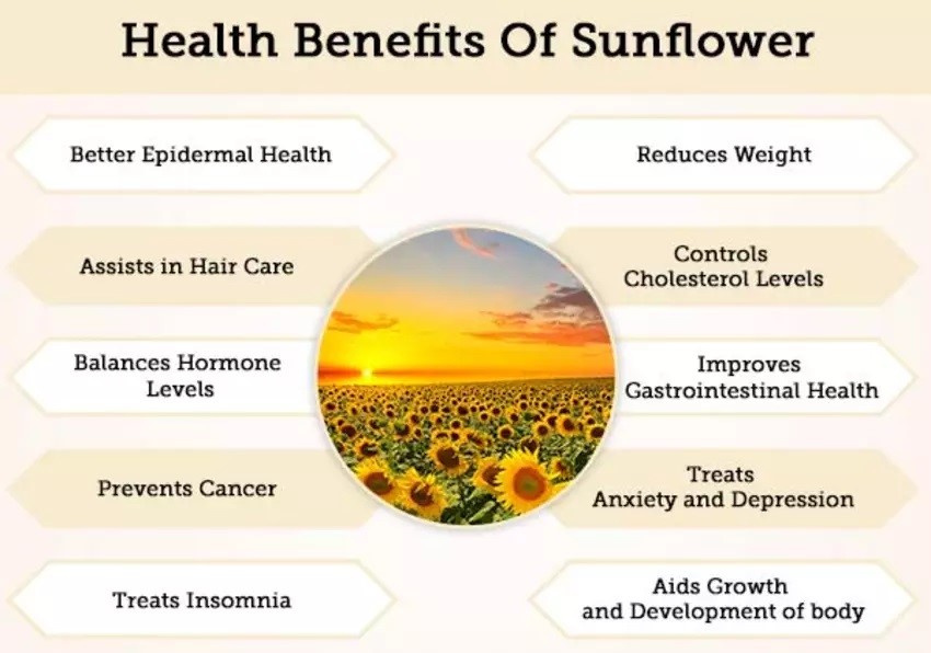 Sunflower Seeds Health Benefits