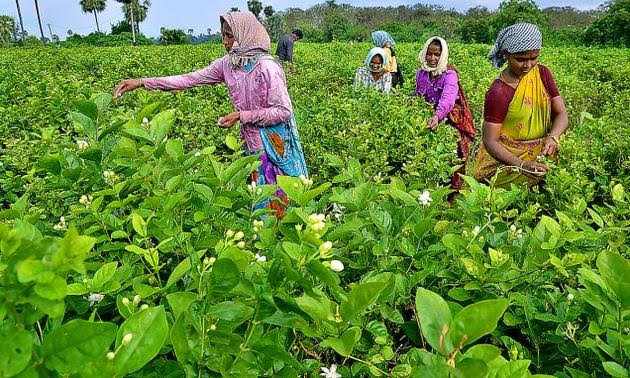 Jasmine Cultivation