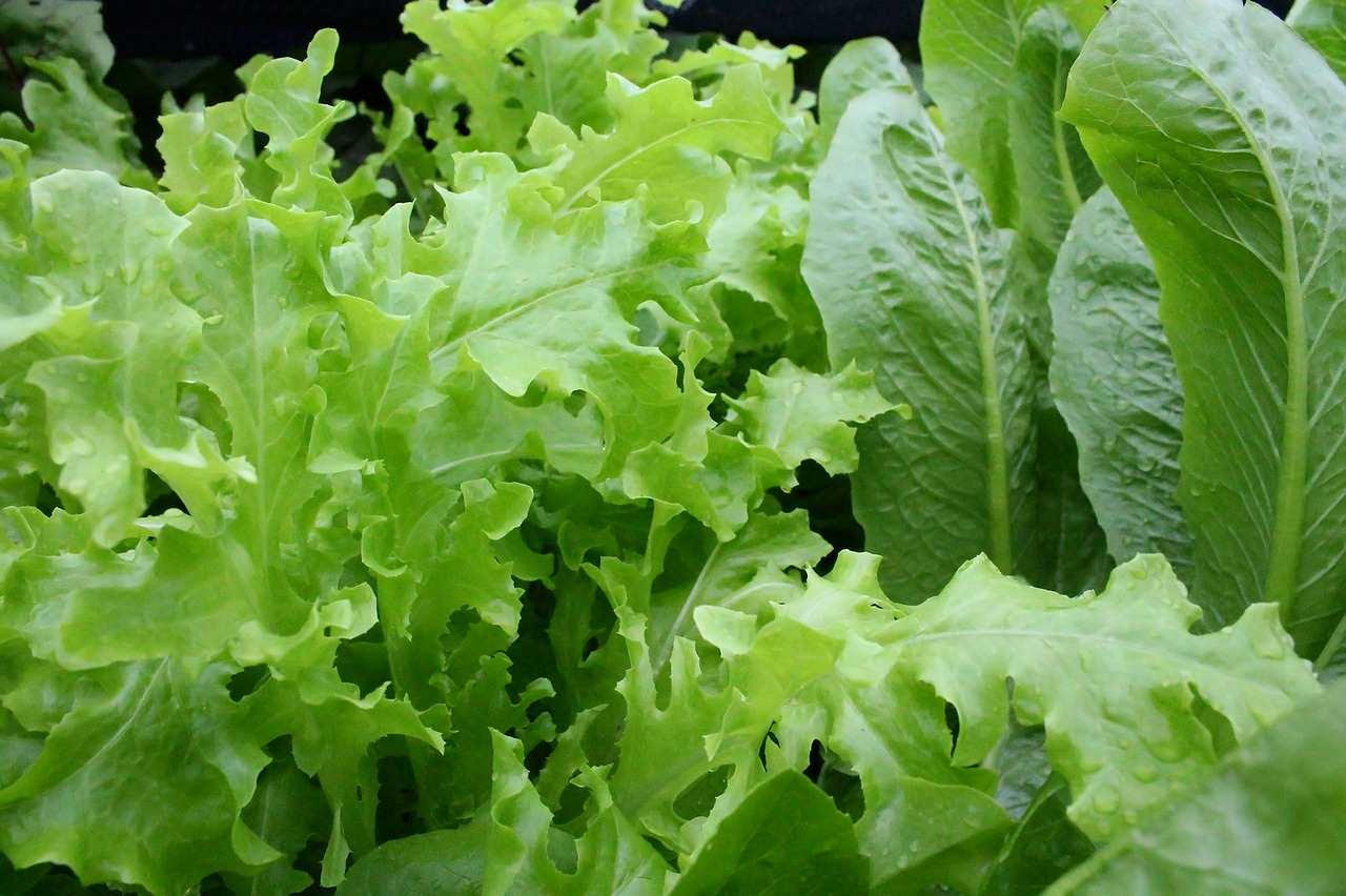 Leafy Vegetables Cultivation in Summer