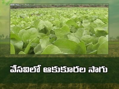 Leafy Vegetables Cultivation During Summer