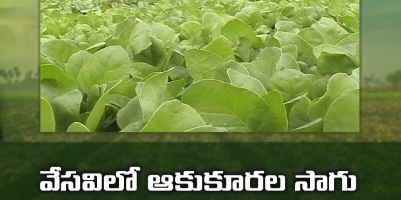 Leafy Vegetables Cultivation During Summer