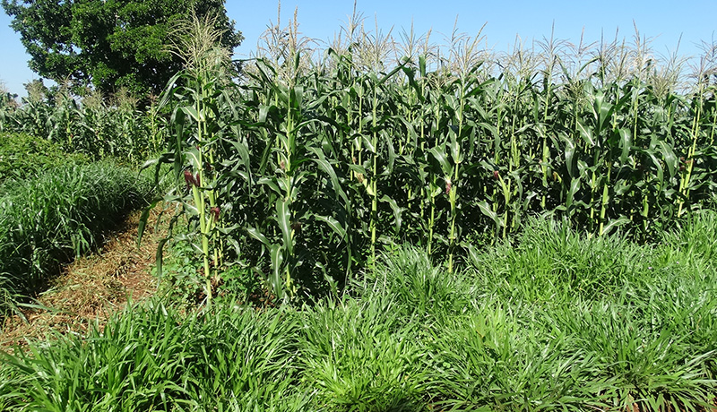 Napier Fodder Cultivation