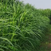 Napier Fodder Cultivation
