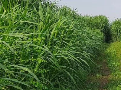 Napier Fodder Cultivation