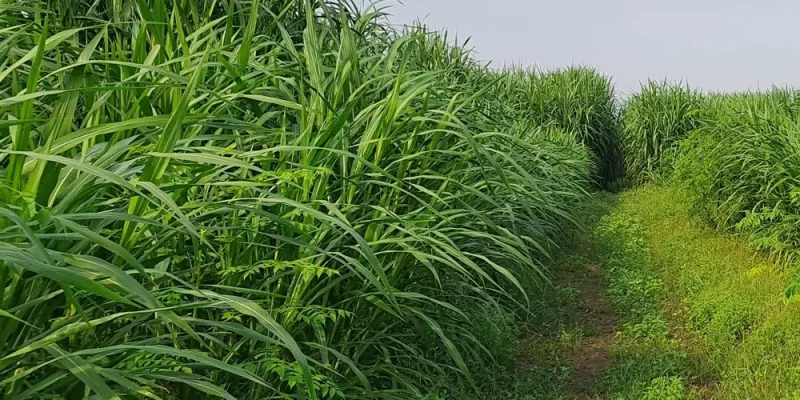 Napier Fodder Cultivation