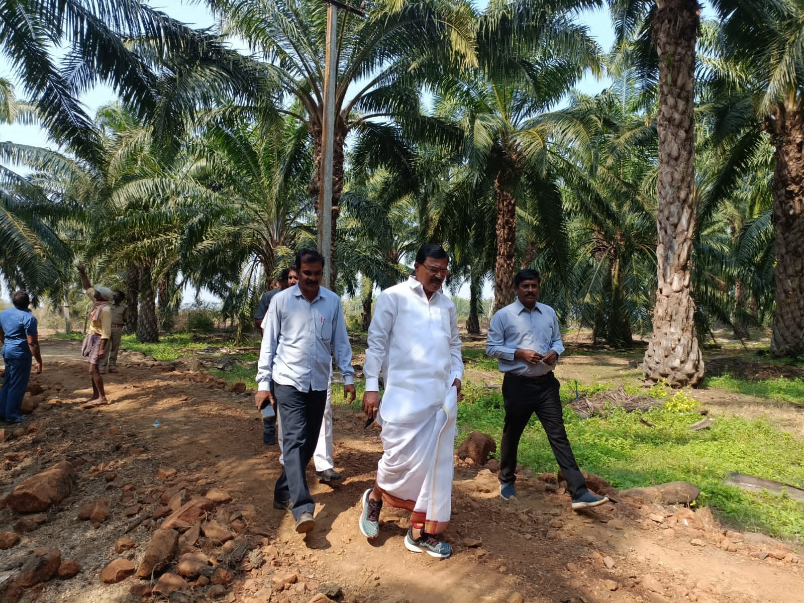 Oil Palm Cultivation