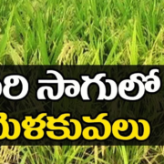 Paddy Cultivation Guide
