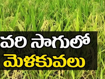 Paddy Cultivation Guide