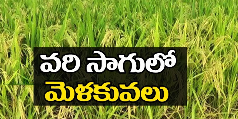 Paddy Cultivation Guide