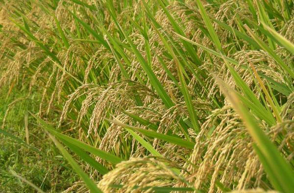 Paddy Cultivation