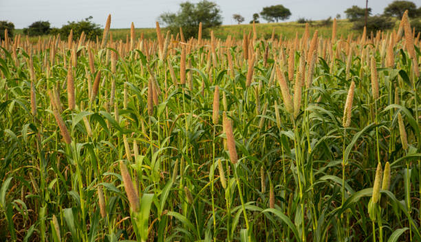 Pesara and Millet Cultivation