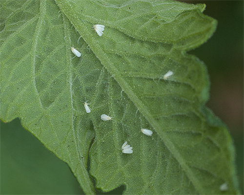 Pests in Vegetables