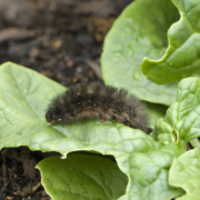 Pest in Vegetables