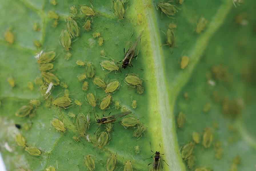 Pests Harming Vegetables Crops