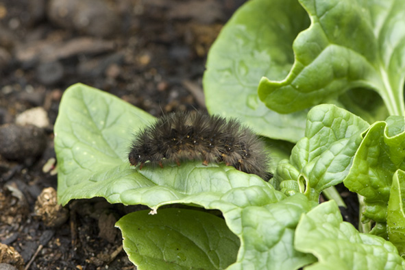 Pest in Vegetables