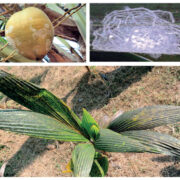 Rugose Spiralling Whitefly in Coconut