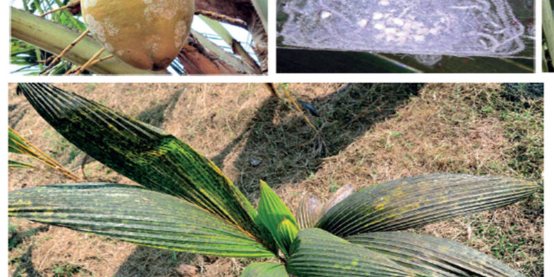 Rugose Spiralling Whitefly in Coconut