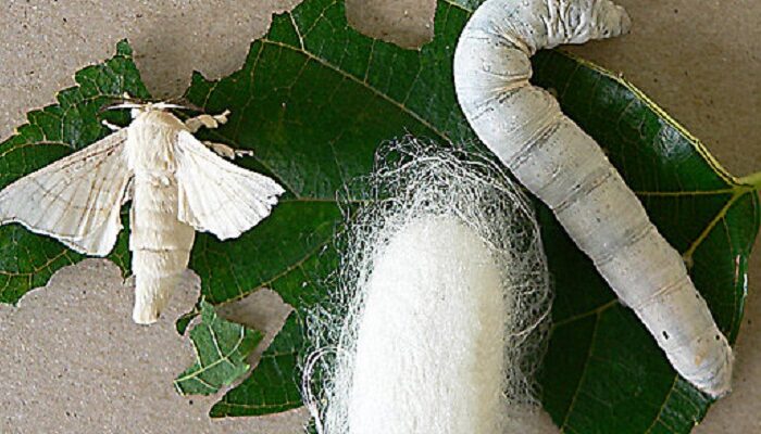 Life Cycle of Silkworm