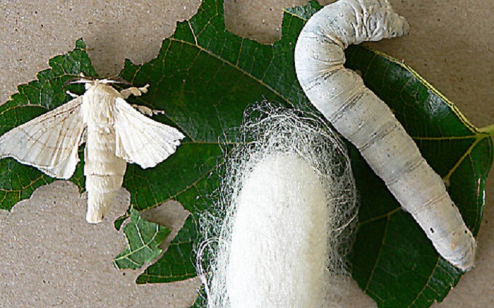 Life Cycle of Silkworm