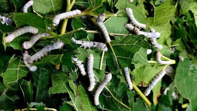 Silkworms