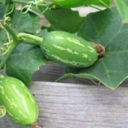 Ivy Gourd Cultivation