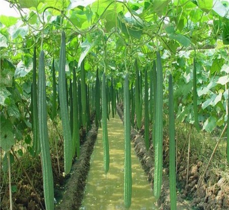 Ridge Gourd Cultivation