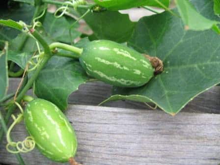 Ivy Gourd Cultivation