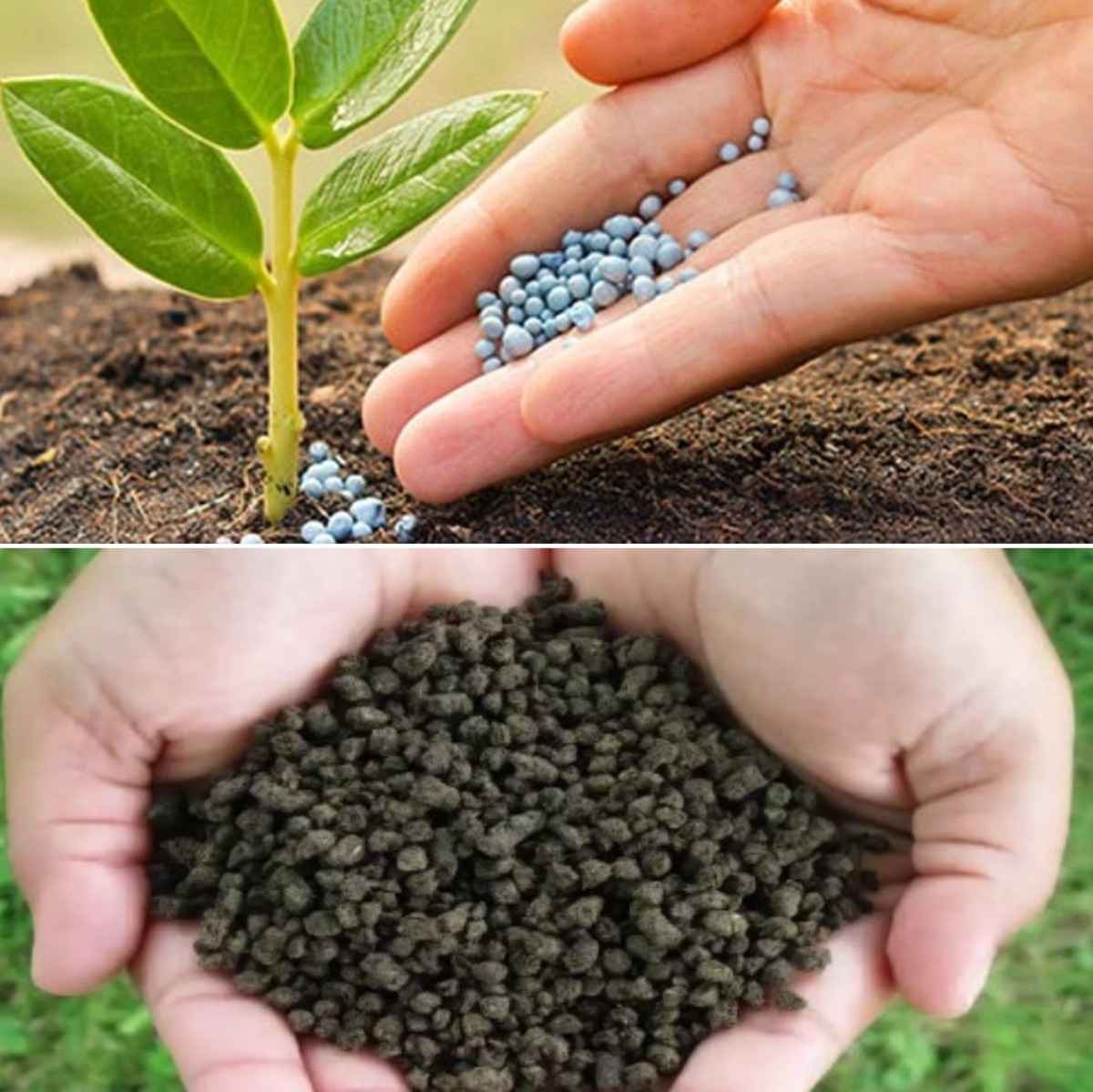 Bio Fertilizers