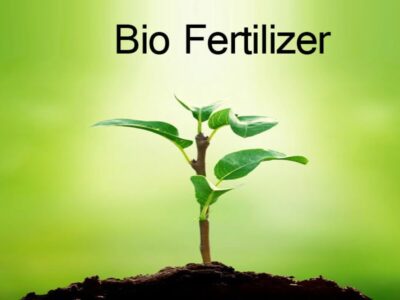 Bio Fertilizers Uses